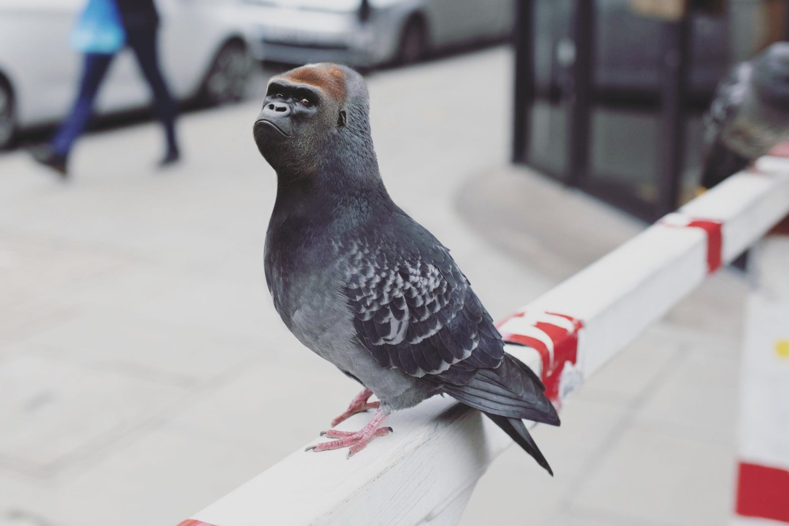 pigeon-gorille