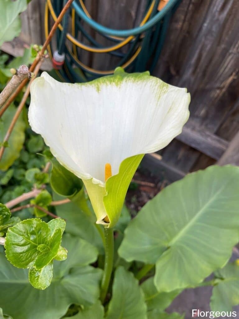 fleur de lys calla