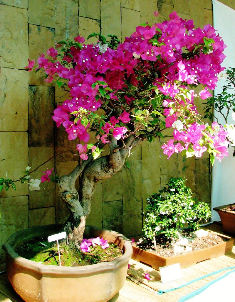 bougainvillée bonsaï