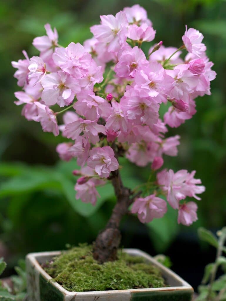 Bonsaï de cerisier