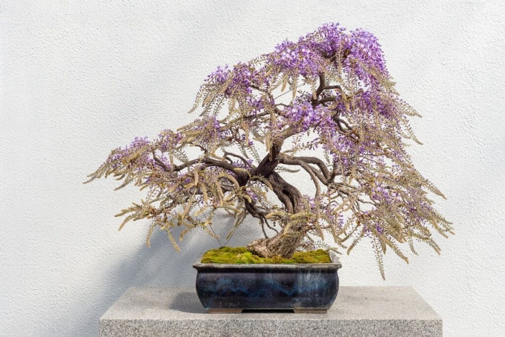 glycine bonsaï