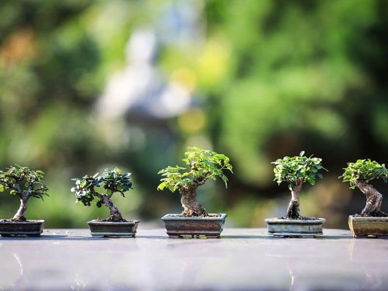 arbres en bois bonsaï