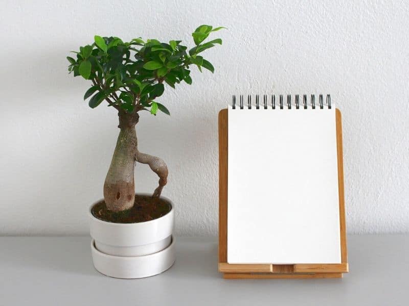 Bonsaï d'intérieur à côté d'un cahier