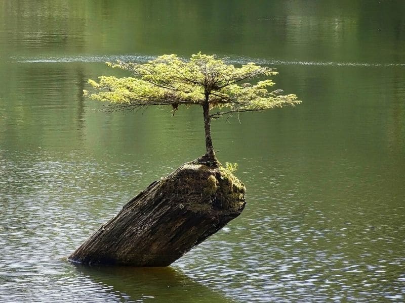 bonsaï dans une branche d'arbre