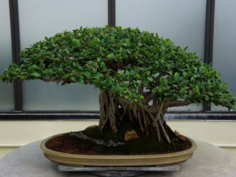 Bonsaï en pot
