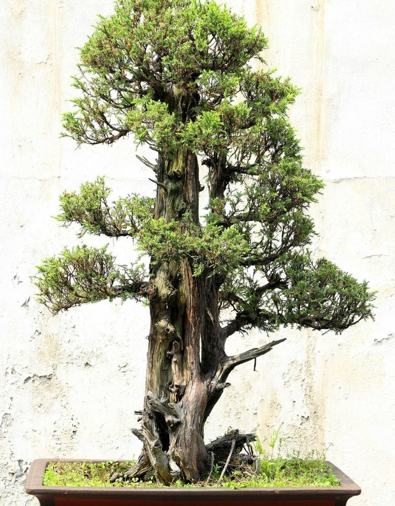 arbre bonsaï dans le style chokkan