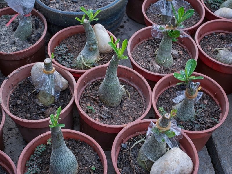 semis d'adenium