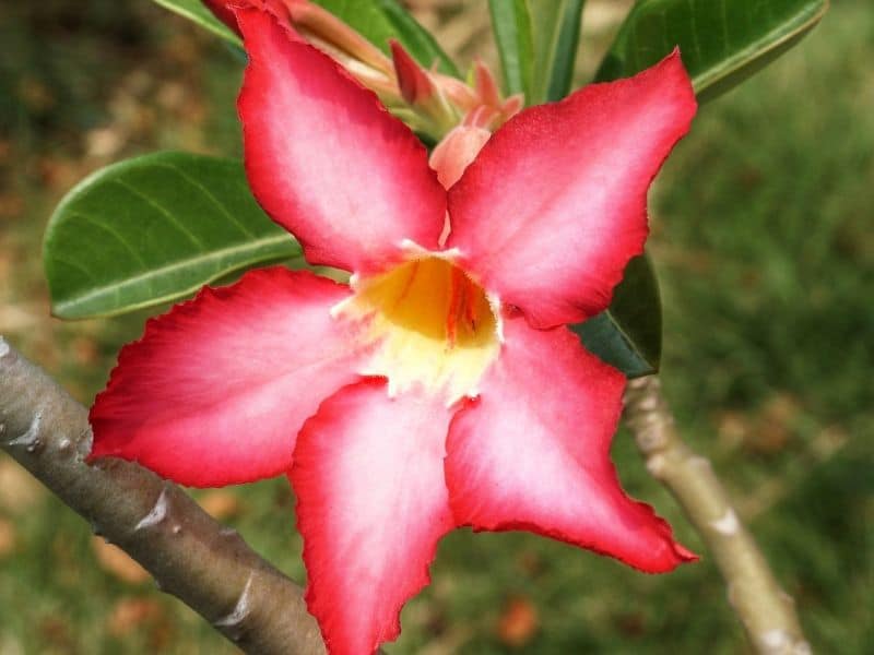 rose du désert
