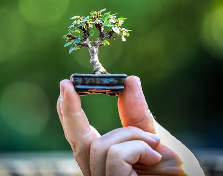Comment cultiver et prendre soin des mini et super mini bonsaïs - Guide et astuces