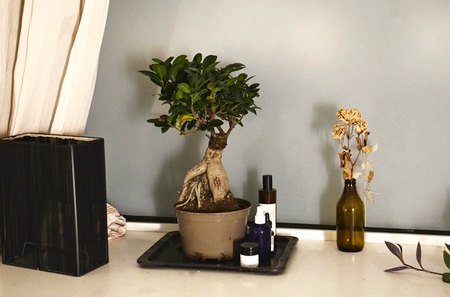 Mini-et-Super-Mini-Bonsai-Comment les faire pousser et en prendre soin-Guide complet