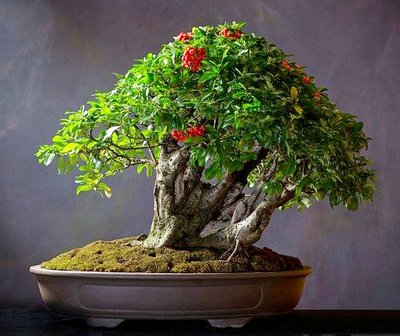 Mon Bonsaï est-il en bonne santé - Comment savoir si un Bonsaï est en bonne santé - Conseils