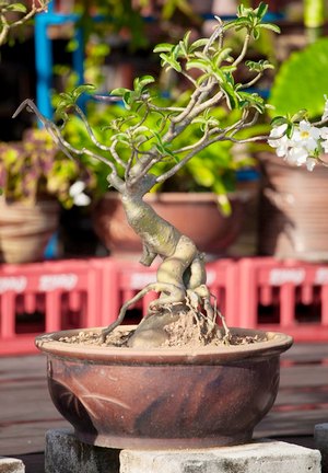 Comment savoir si un Bonsaï est en bonne santé - Poste