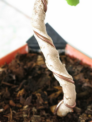 Les outils du Bonsaï expliqués - Liste des outils de base et des outils spécialisés