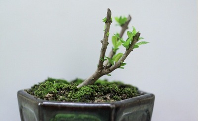 Comment rempoter les semis de bonsaï - Conseils