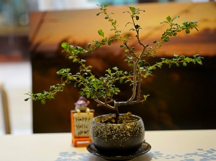 Rempotage des arbres et des jeunes plants de bonsaïs - Poster