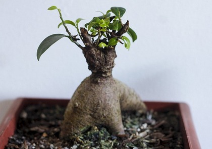 Rempotage des bonsaïs et des jeunes plants - Conseils importants