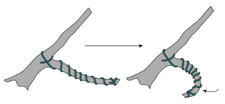Quel fil utiliser pour les bonsaïs et conseils de câblage