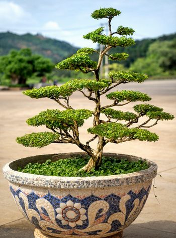 Quel fil est le meilleur pour les bonsaïs - Conseils