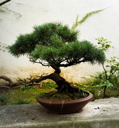 Quel fil de fer utiliser pour les bonsaïs - Avantages, inconvénients et astuces