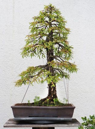 La ramification dans les bonsaïs - Post