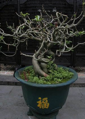 Why Is My Bonsai Dying After Repotting - Tips