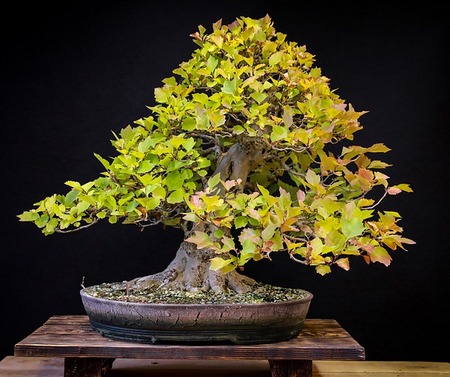 Why-Is-My-Bonsai-Dying-After-Replanting