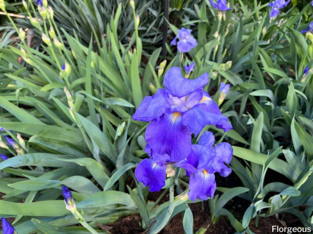 fleurs d'iris bleu