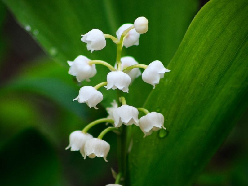 muguet