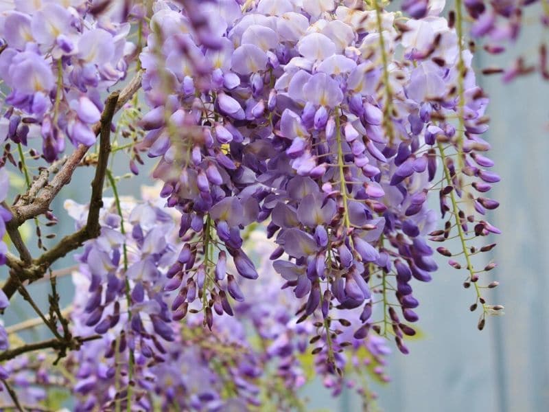 fleurs de glycine