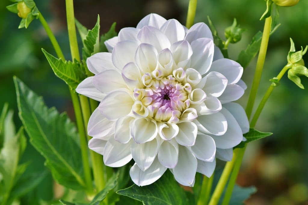 dahlia blanc