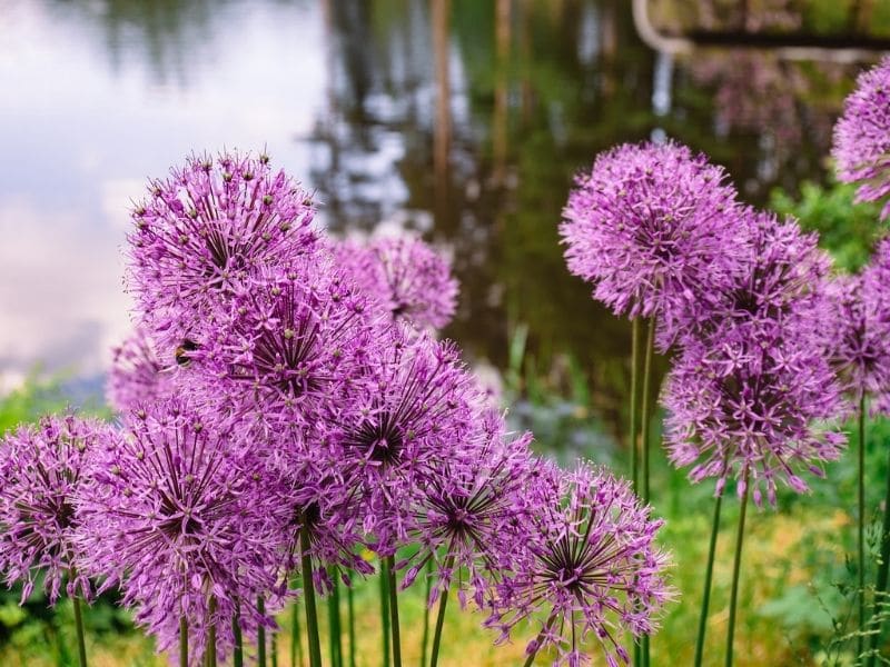 fleurs d'allium