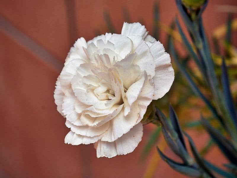œillet blanc