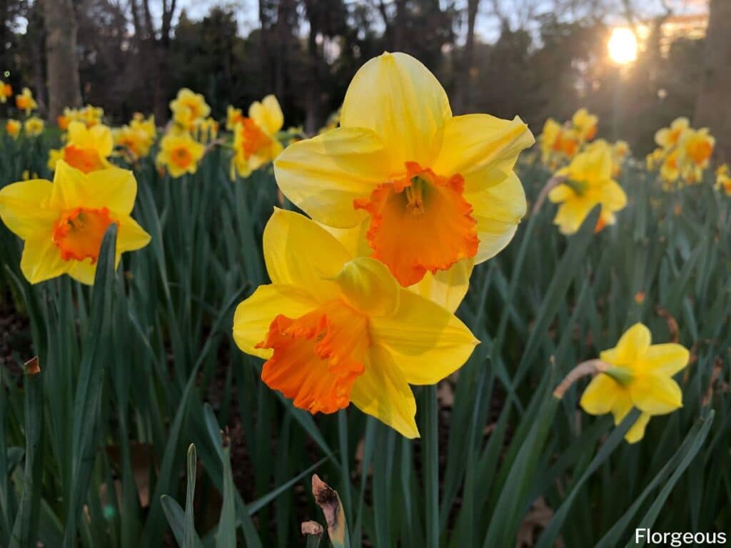 jonquilles jaune orangé