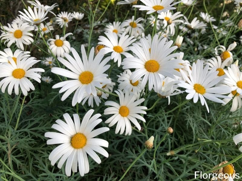 marguerites blanches