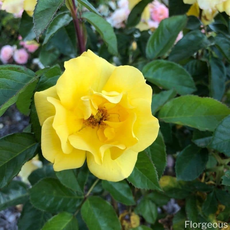 rose jaune vif