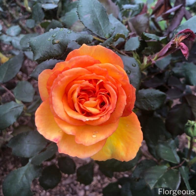 rose orange en gros plan