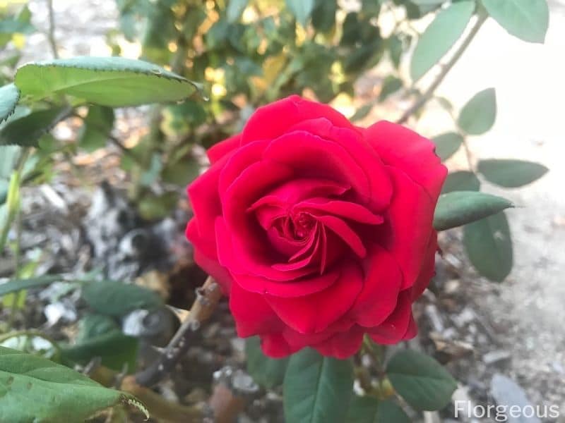 fleur de rose rouge