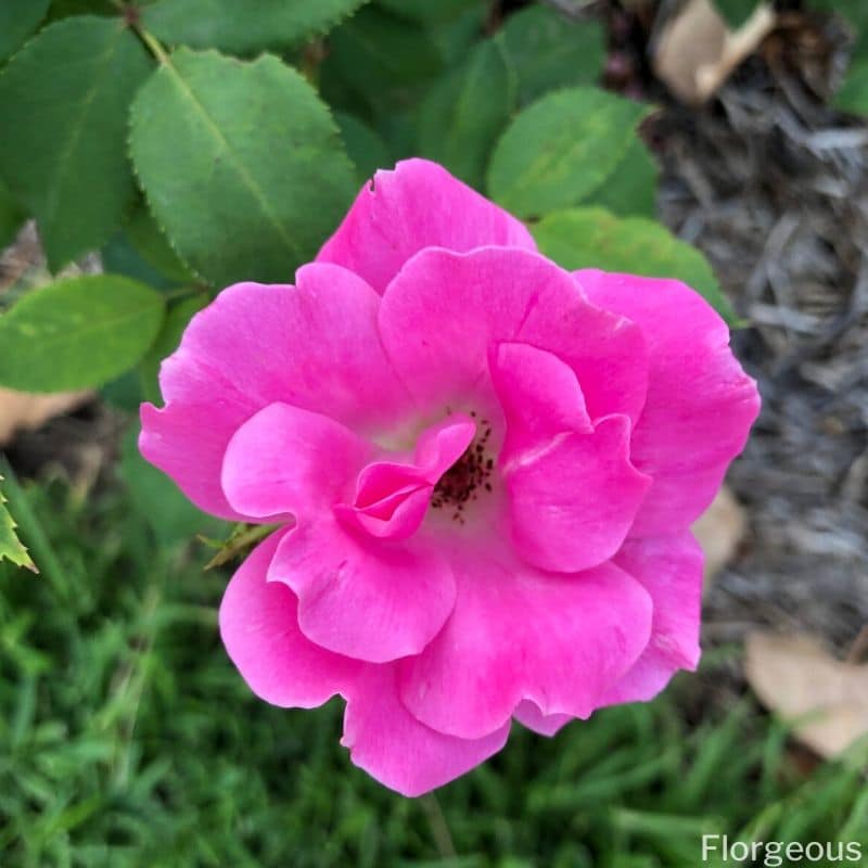 pétales de rose rose