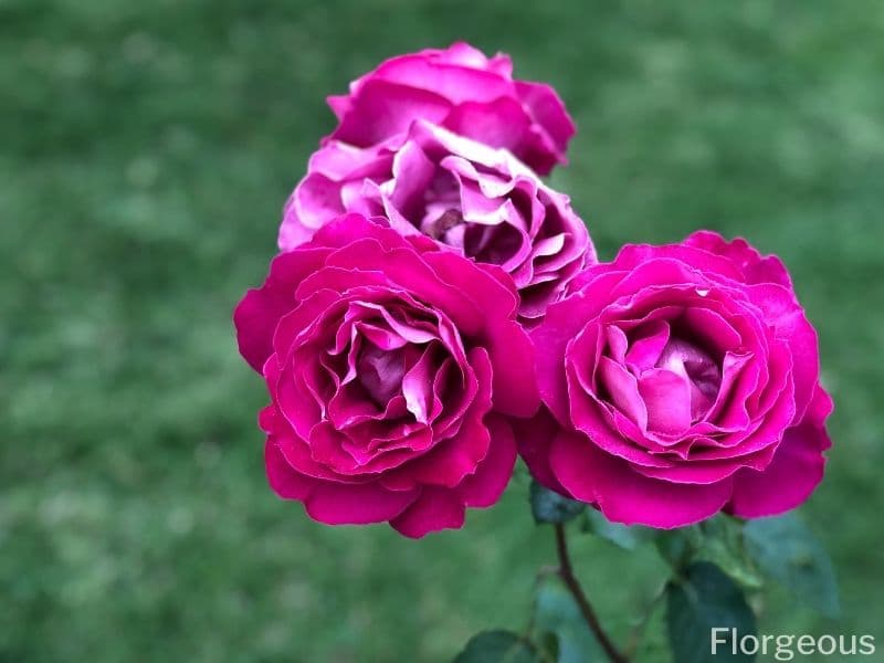 roses rose foncé