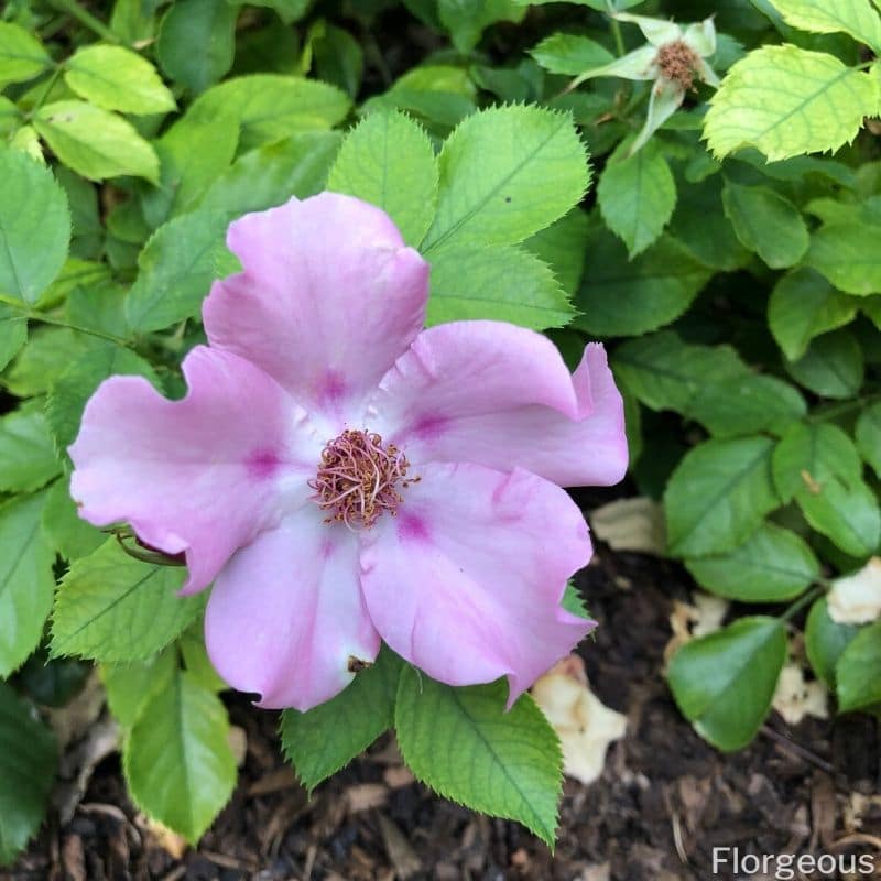 rose à cinq pétales