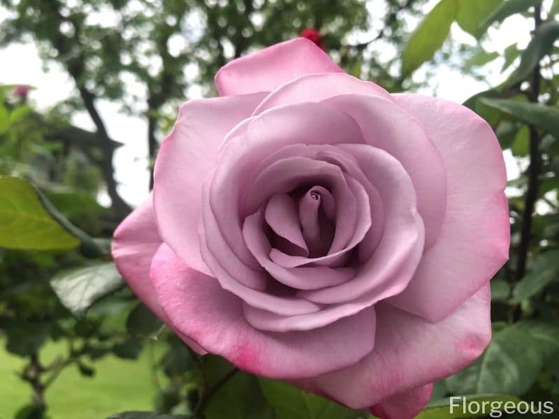 rose de thé hybride pourpre