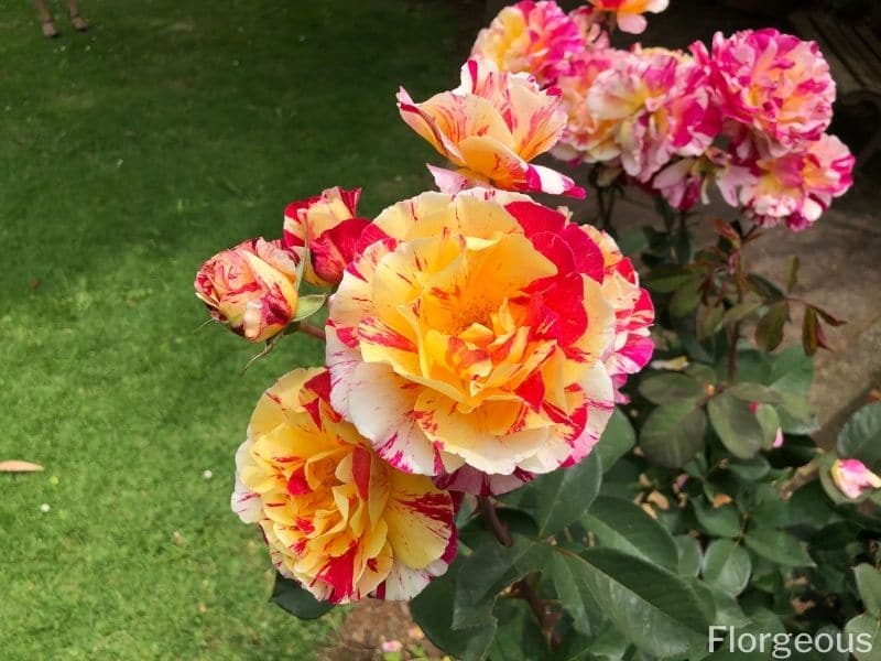 roses multicolores