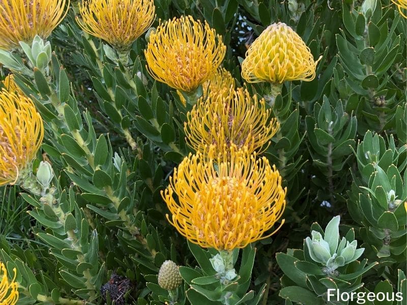 protea jaune