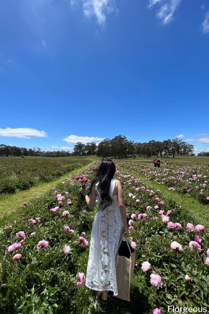 champ de pivoines