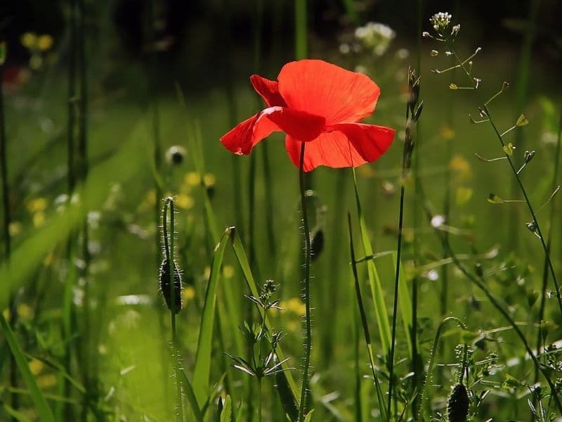 fleur de coquelicot rouge