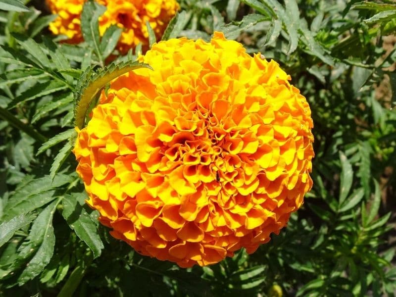 Souci jaune en pleine floraison
