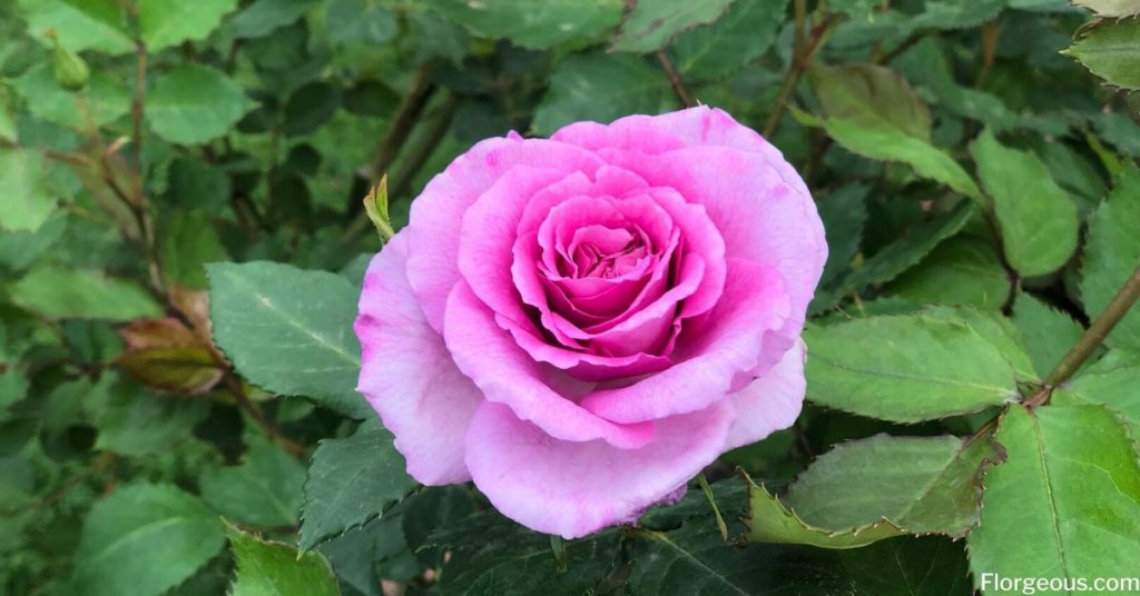 roses roses
