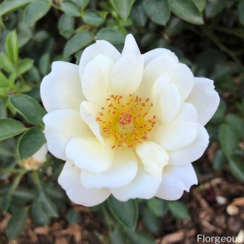 rose blanche étamines jaunes