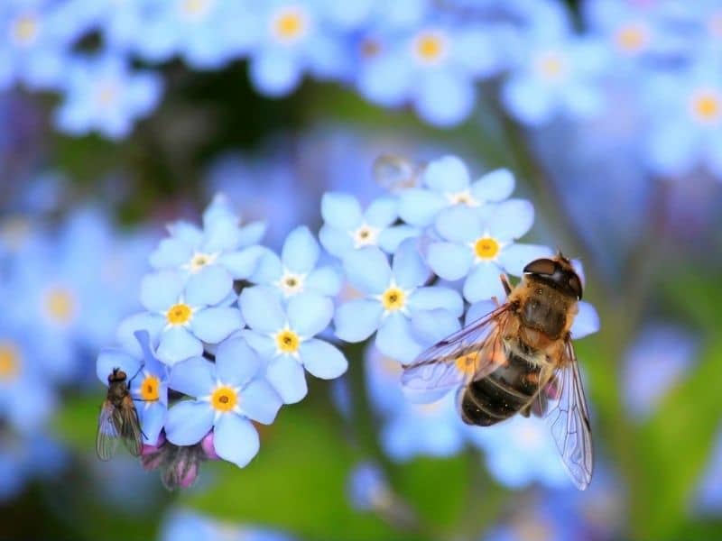 fleurs forget me not avec mouche