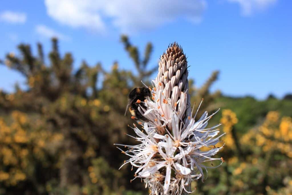 fleurs de vesperme